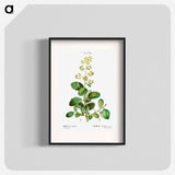 Smoketree - Pierre Joseph Redouté Poster.