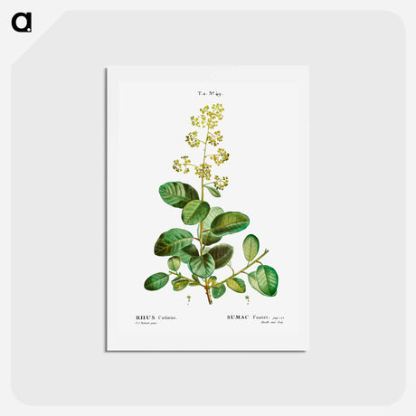 アートポストカード-Smoketree - ピエール ジョゼフ ルドゥーテ Postcard.