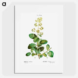 Smoketree - Pierre Joseph Redouté Poster.