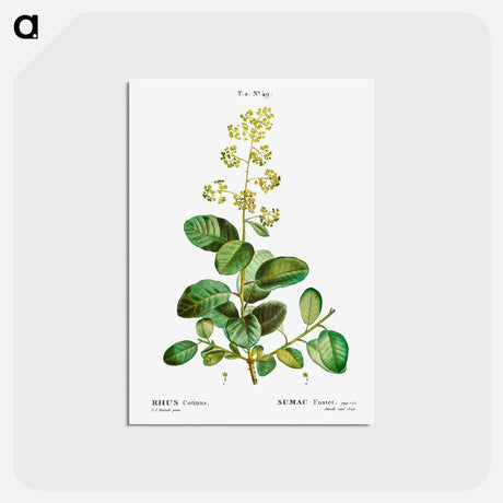 アートポストカード-Smoketree - ピエール ジョゼフ ルドゥーテ Postcard.