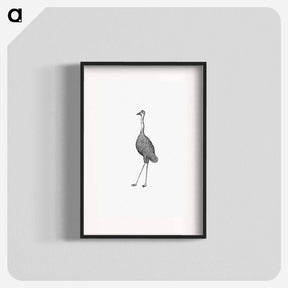 アートポスター-Emu from An Account of the English Colony in New South Wales
 - 大英図書館 Poster.