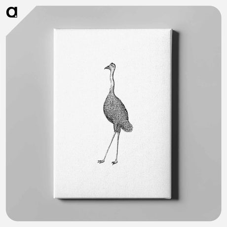 アートパネル-Emu from An Account of the English Colony in New South Wales
 - 大英図書館 Canvas.