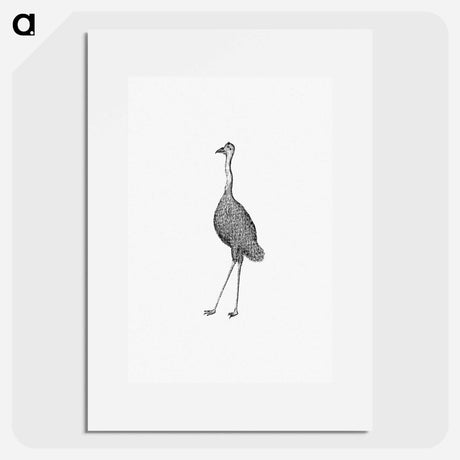 アートポスター-Emu from An Account of the English Colony in New South Wales
 - 大英図書館 Poster.