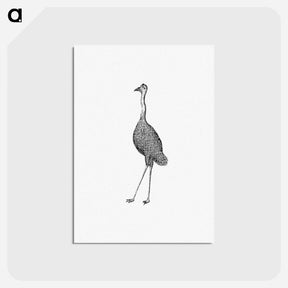 アートポストカード-Emu from An Account of the English Colony in New South Wales
 - 大英図書館 Postcard.