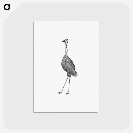 アートポストカード-Emu from An Account of the English Colony in New South Wales
 - 大英図書館 Postcard.