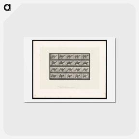 アートポストカード-Running Camel
 - エドワード マイブリッジ Postcard.