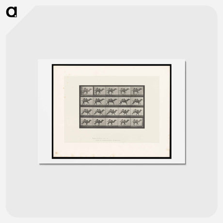アートポストカード-Running Camel
 - エドワード マイブリッジ Postcard.