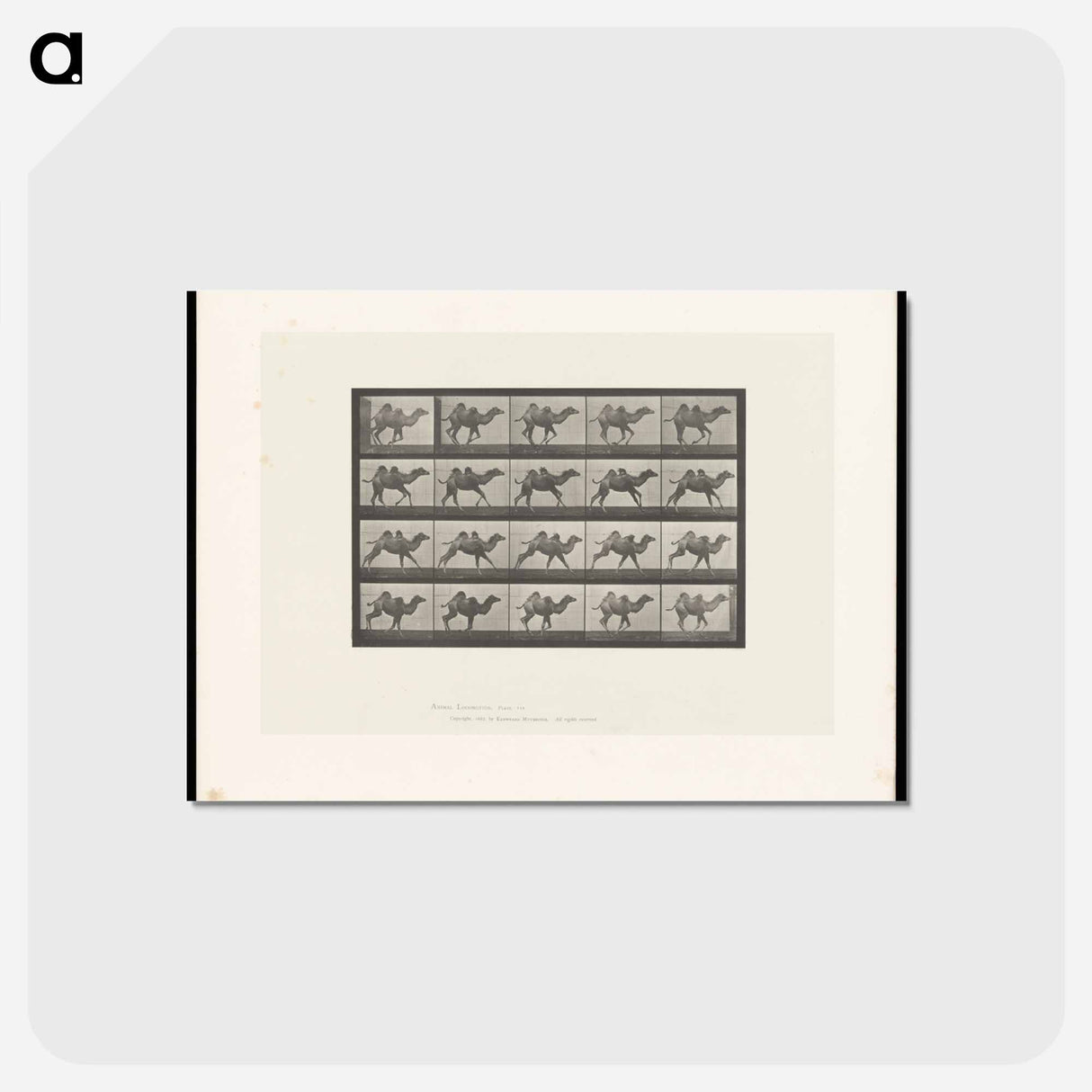 アートポストカード-Running Camel
 - エドワード マイブリッジ Postcard.