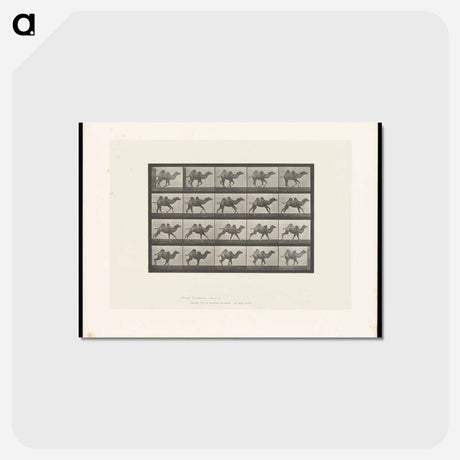 アートポストカード-Running Camel
 - エドワード マイブリッジ Postcard.