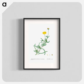 アートポスター-Mesembryanthemum Corniculatum (Marigold) - ピエール ジョゼフ ルドゥーテ Poster.