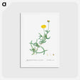 アートポストカード-Mesembryanthemum Corniculatum (Marigold) - ピエール ジョゼフ ルドゥーテ Postcard.