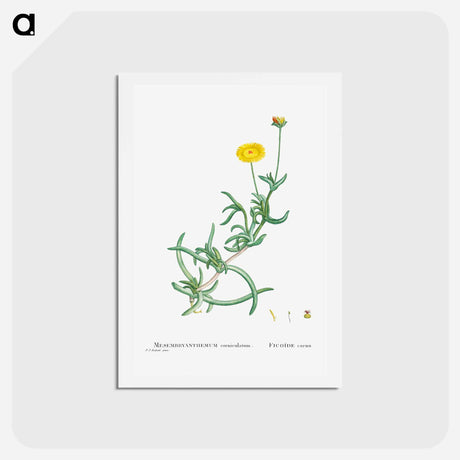 アートポストカード-Mesembryanthemum Corniculatum (Marigold) - ピエール ジョゼフ ルドゥーテ Postcard.