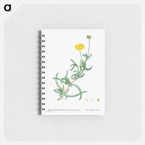 アートメモ帳-Mesembryanthemum Corniculatum (Marigold) - ピエール ジョゼフ ルドゥーテ Memo.
