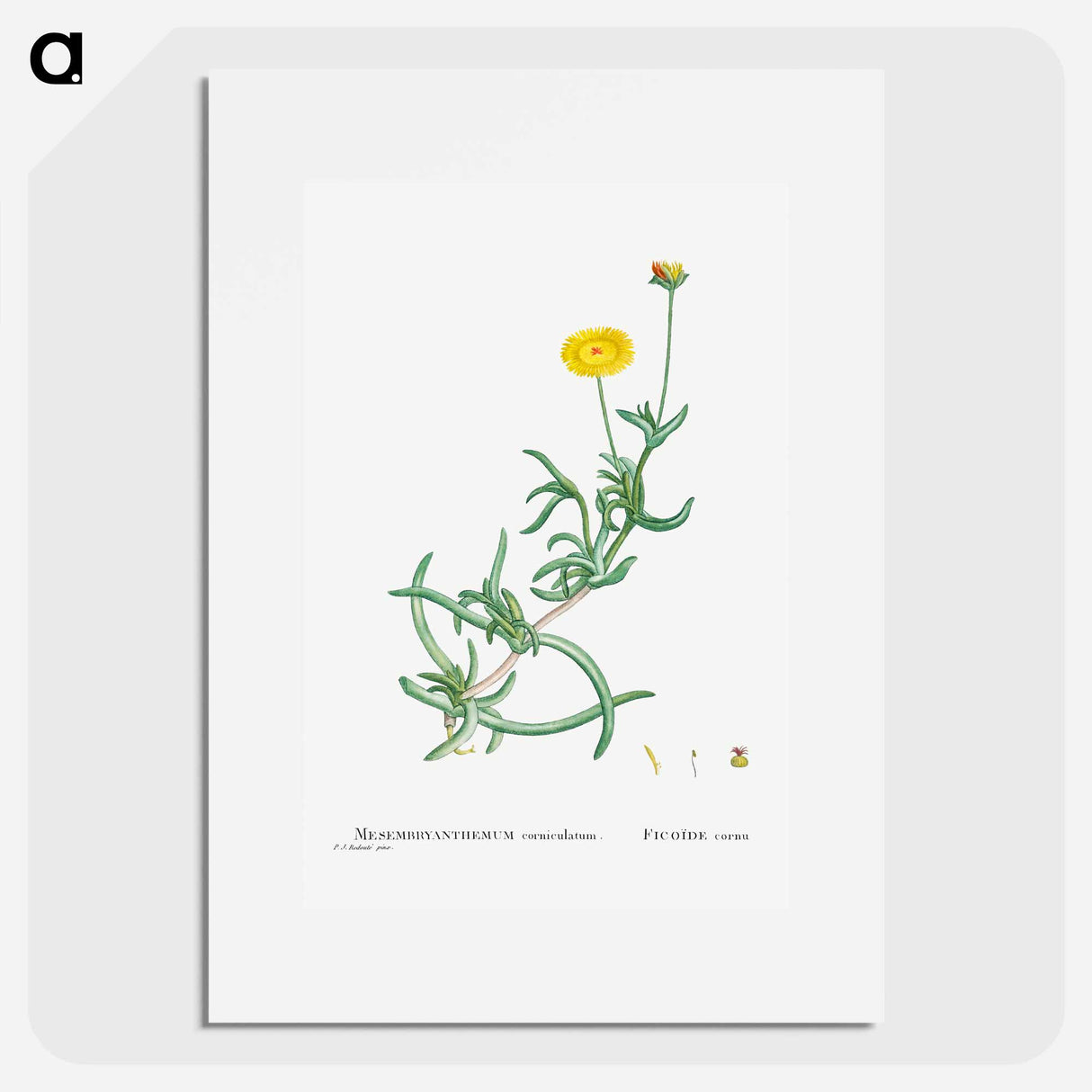 Mesembryanthemum Corniculatum (Marigold) - ピエール ジョゼフ ルドゥーテ Poster.