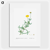 Mesembryanthemum Corniculatum (Marigold) - ピエール ジョゼフ ルドゥーテ Poster.