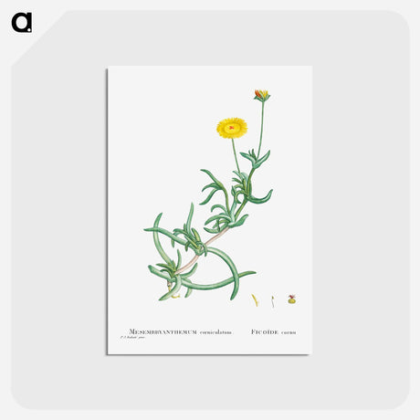 アートポストカード-Mesembryanthemum Corniculatum (Marigold) - ピエール ジョゼフ ルドゥーテ Postcard.