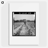 White tenant farmer works on shares - Dorothea Lange Poster.