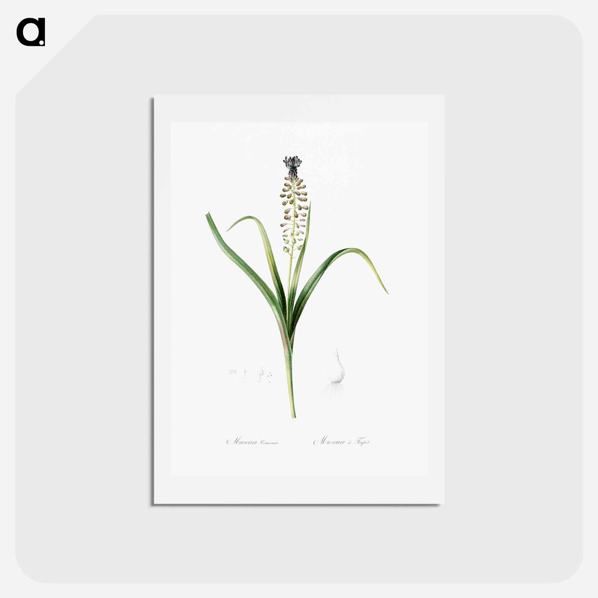アートポストカード-Grape hyacinth illustration - ピエール ジョゼフ ルドゥーテ Postcard.