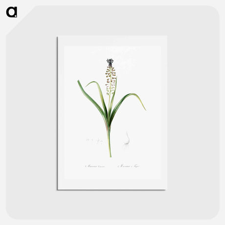 アートポストカード-Grape hyacinth illustration - ピエール ジョゼフ ルドゥーテ Postcard.