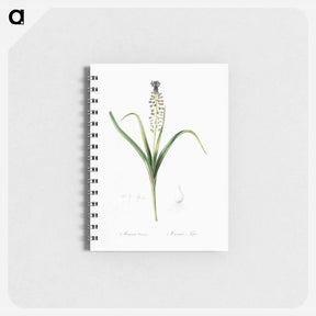 アートメモ帳-Grape hyacinth illustration - ピエール ジョゼフ ルドゥーテ Memo.