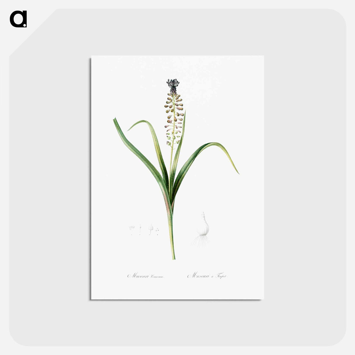 アートポストカード-Grape hyacinth illustration - ピエール ジョゼフ ルドゥーテ Postcard.