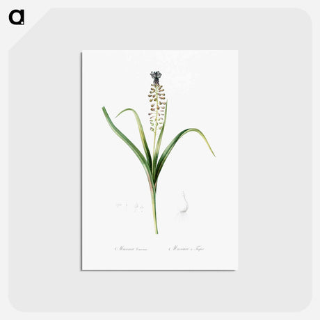 アートポストカード-Grape hyacinth illustration - ピエール ジョゼフ ルドゥーテ Postcard.