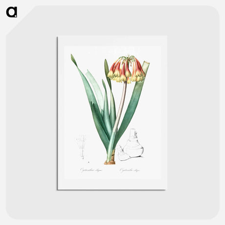 アートポストカード-Knysna lily illustration - ピエール ジョゼフ ルドゥーテ Postcard.