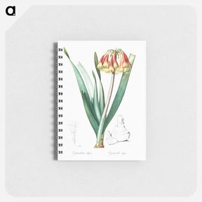 アートメモ帳-Knysna lily illustration - ピエール ジョゼフ ルドゥーテ Memo.