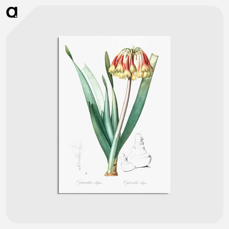 アートポストカード-Knysna lily illustration - ピエール ジョゼフ ルドゥーテ Postcard.