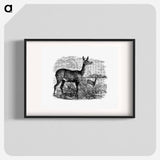 アートポスター-Doe Deer from Great African Travellers
 - 大英図書館 Poster.