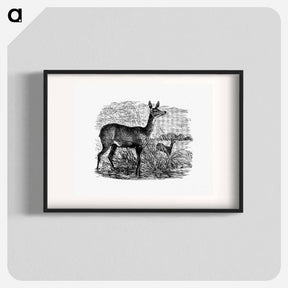 アートポスター-Doe Deer from Great African Travellers
 - 大英図書館 Poster.