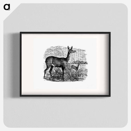 アートポスター-Doe Deer from Great African Travellers
 - 大英図書館 Poster.