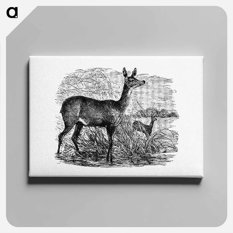 アートパネル-Doe Deer from Great African Travellers
 - 大英図書館 Canvas.