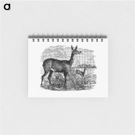 アートメモ帳-Doe Deer from Great African Travellers
 - 大英図書館 Memo.