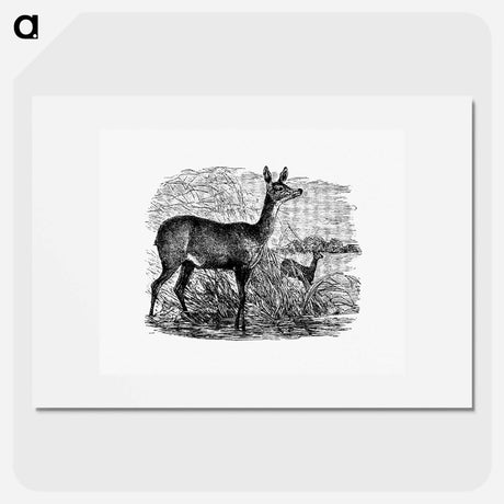 アートポスター-Doe Deer from Great African Travellers
 - 大英図書館 Poster.