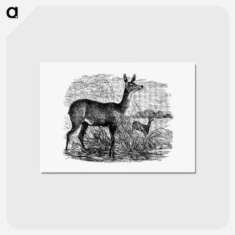 アートポストカード-Doe Deer from Great African Travellers
 - 大英図書館 Postcard.