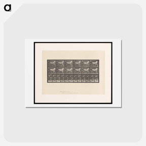アートポストカード-Sulky Driver
 - エドワード マイブリッジ Postcard.