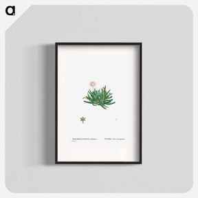 アートポスター-Mesembryanthemum Bellidiflorum (Acrodon Bellidiflorus) - ピエール ジョゼフ ルドゥーテ Poster.