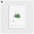 アートポストカード-Mesembryanthemum Bellidiflorum (Acrodon Bellidiflorus) - ピエール ジョゼフ ルドゥーテ Postcard.