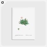 アートポストカード-Mesembryanthemum Bellidiflorum (Acrodon Bellidiflorus) - ピエール ジョゼフ ルドゥーテ Postcard.