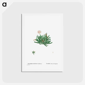 アートポストカード-Mesembryanthemum Bellidiflorum (Acrodon Bellidiflorus) - ピエール ジョゼフ ルドゥーテ Postcard.