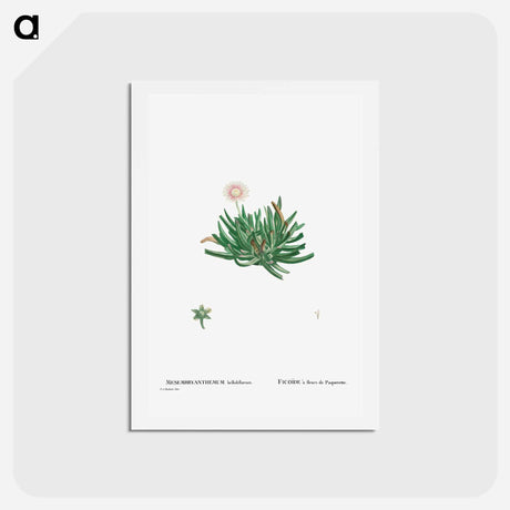アートポストカード-Mesembryanthemum Bellidiflorum (Acrodon Bellidiflorus) - ピエール ジョゼフ ルドゥーテ Postcard.