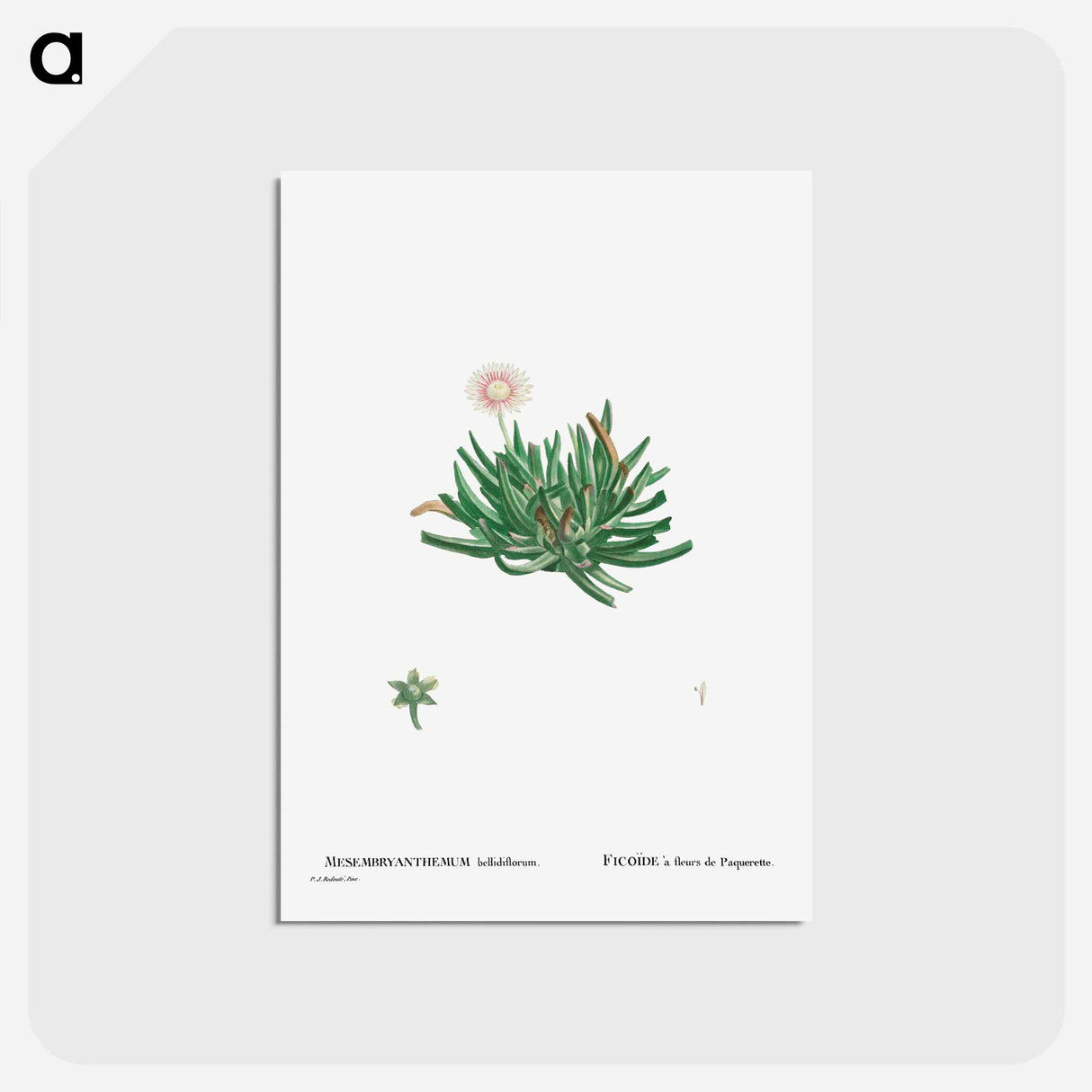 アートポストカード-Mesembryanthemum Bellidiflorum (Acrodon Bellidiflorus) - ピエール ジョゼフ ルドゥーテ Postcard.