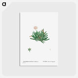 アートポストカード-Mesembryanthemum Bellidiflorum (Acrodon Bellidiflorus) - ピエール ジョゼフ ルドゥーテ Postcard.