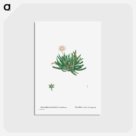 アートポストカード-Mesembryanthemum Bellidiflorum (Acrodon Bellidiflorus) - ピエール ジョゼフ ルドゥーテ Postcard.