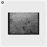 アートポストカード-Salmon Coming Up Mill Creek
 - ラッセル リー Postcard.