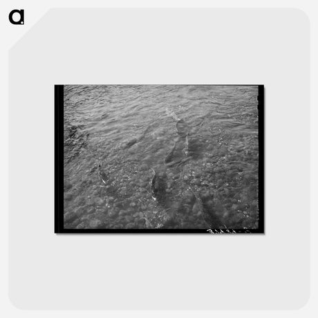 アートポストカード-Salmon Coming Up Mill Creek
 - ラッセル リー Postcard.