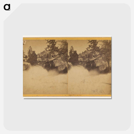 アートポストカード-Wild Cat Fall
 - エドワード マイブリッジ Postcard.