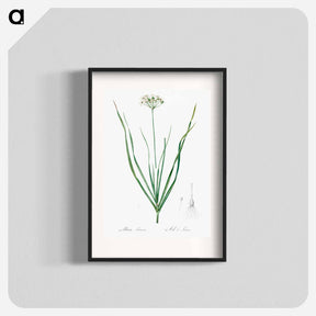 アートポスター-Allium tartaricum illustration - ピエール ジョゼフ ルドゥーテ Poster.