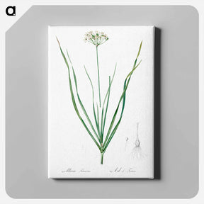 アートパネル-Allium tartaricum illustration - ピエール ジョゼフ ルドゥーテ Canvas.